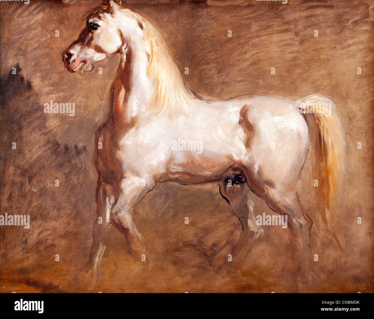Cheval blanc de profil - White horse in profile -Theodore Chasseriau 1819-1856 France French Stock Photo