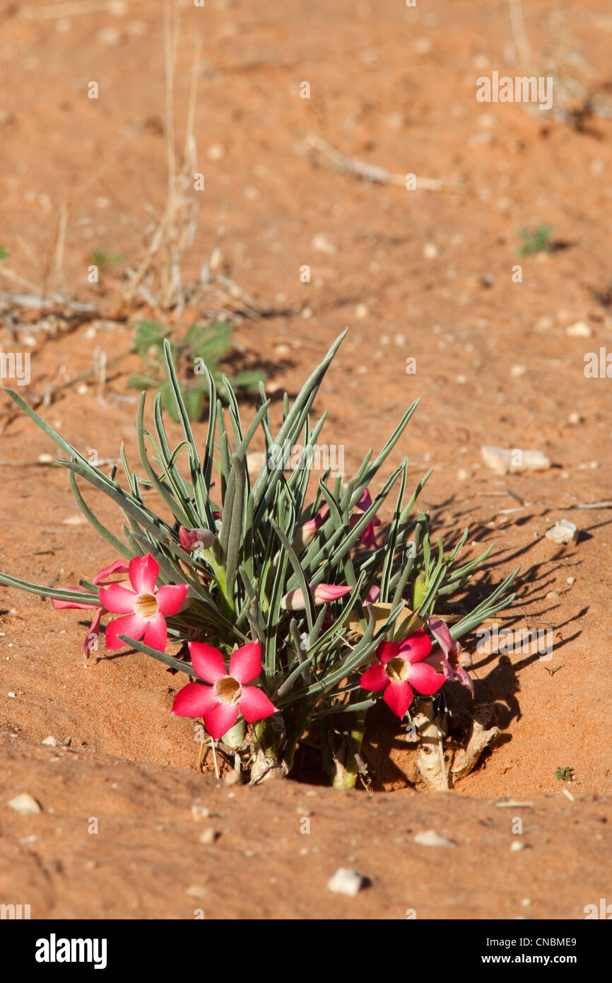 Adenium oleifolium, Kgalagadi Transfrontier Park, Northern Cape, South Africa Stock Photo