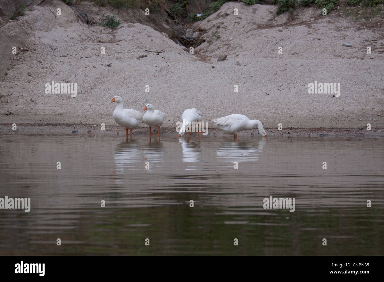 Water birds of india hi-res stock photography and images - Alamy