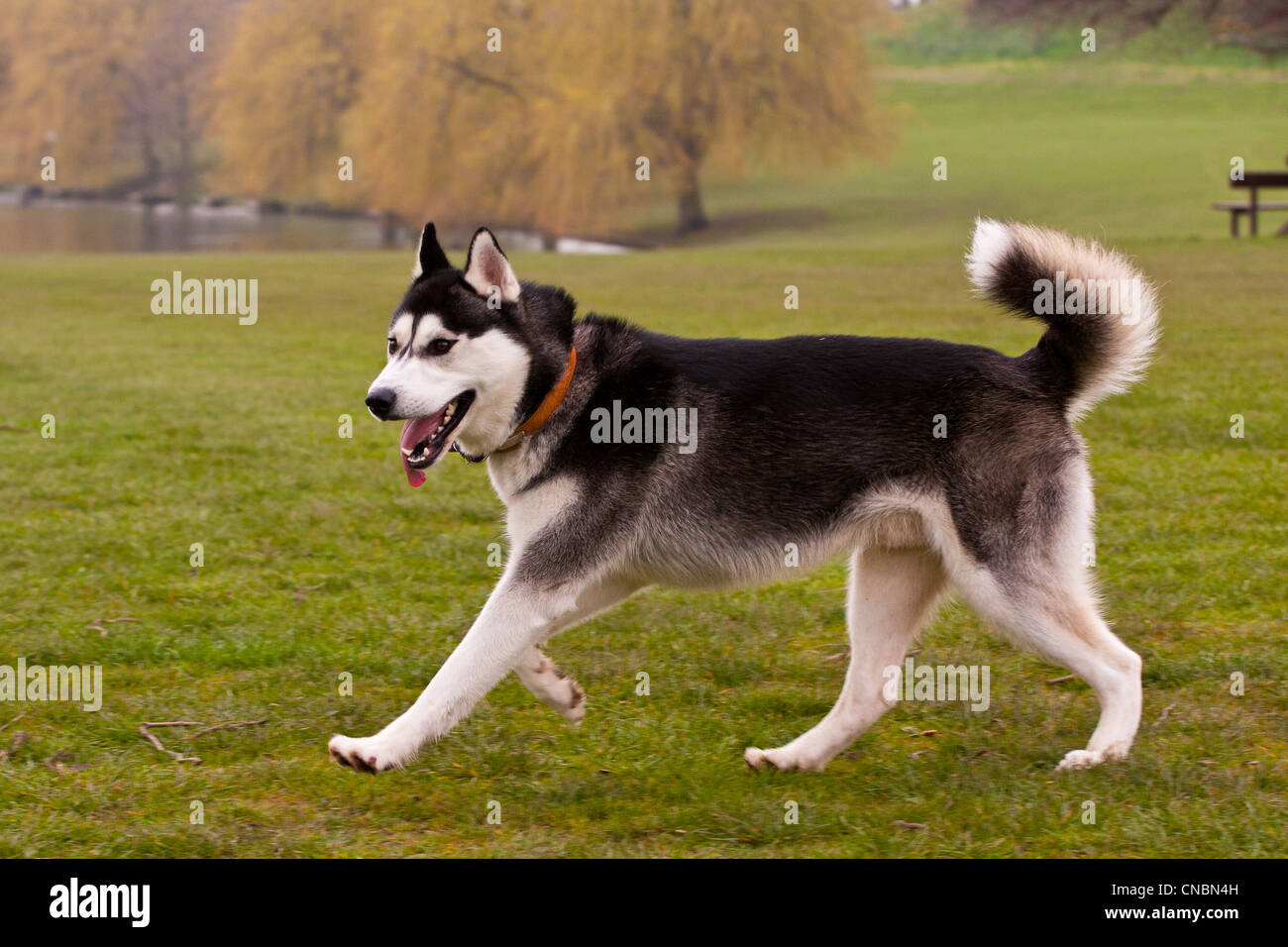 Dog husky running hi-res stock photography and images - Alamy