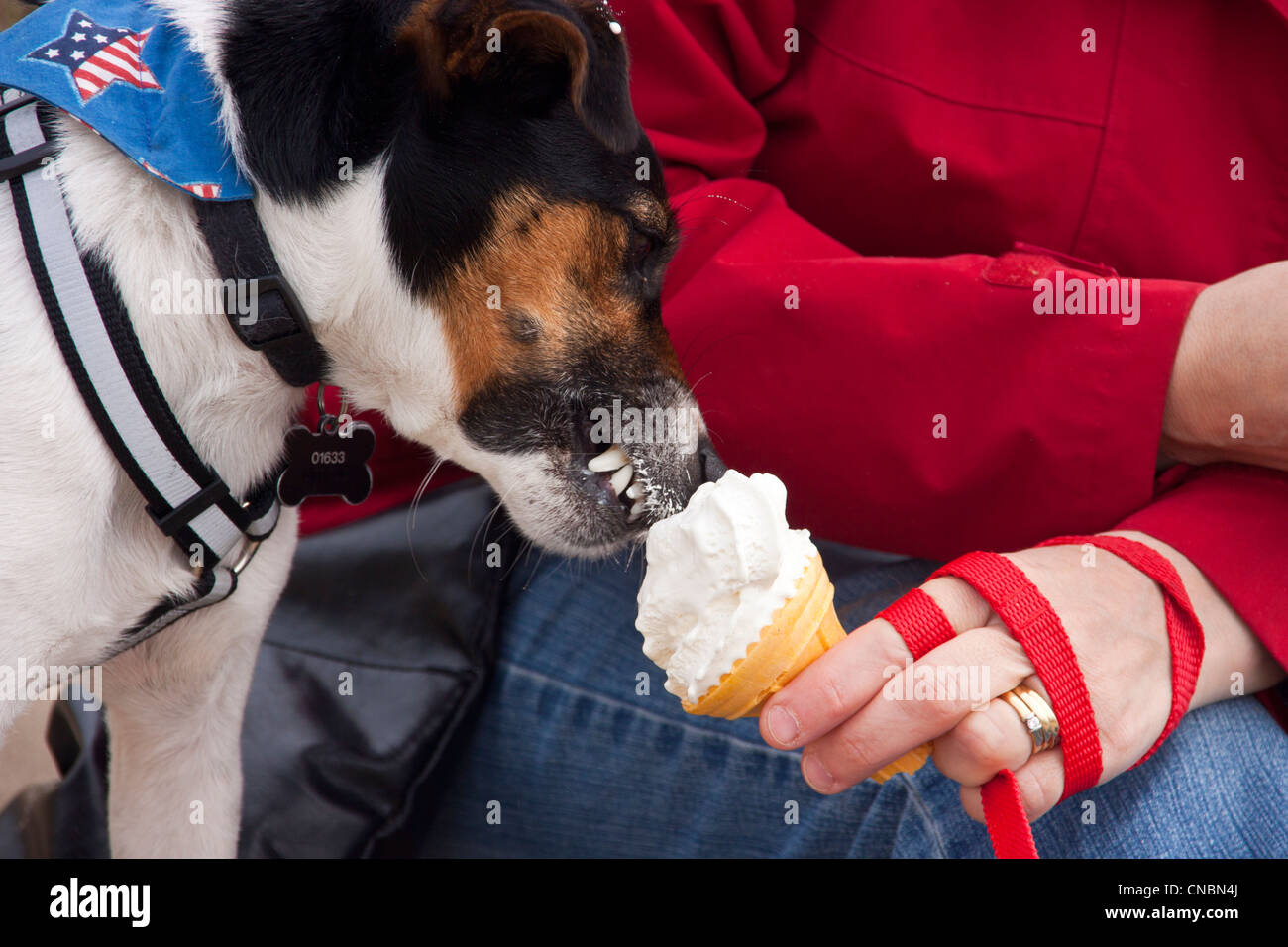 parsons jack russell terrier eating an ice cream on the beach on a cool