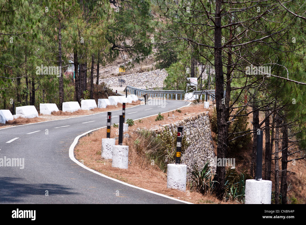 Cow on a mountain road in Lansdowne. A winding highway road bounded by