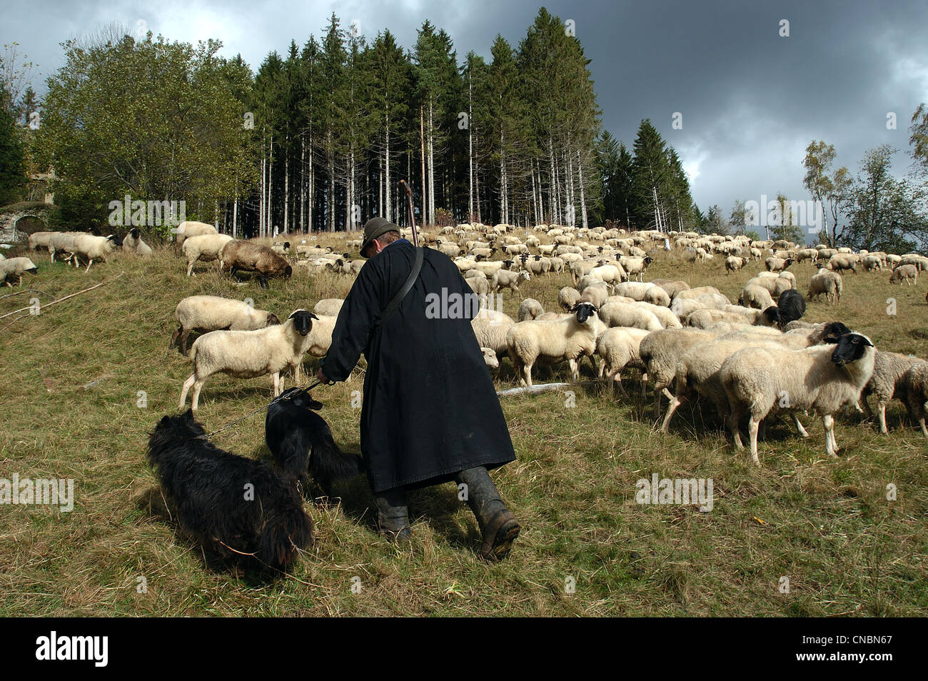 A flock of sheep with shepherd in Schwarzwald, Germany Stock Photo
