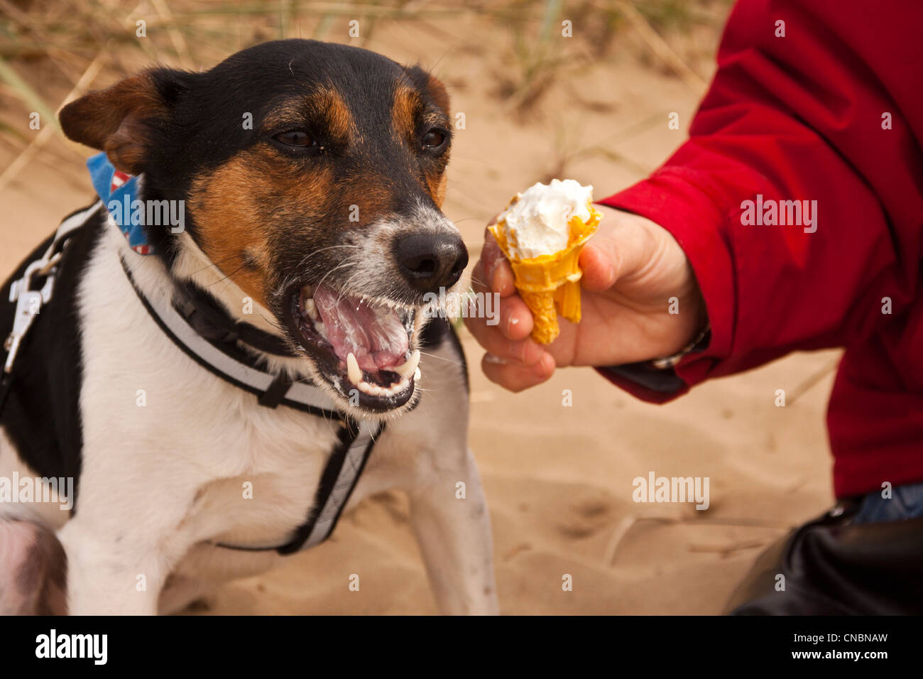 parsons jack russell terrier eating an ice cream on the beach on a cool