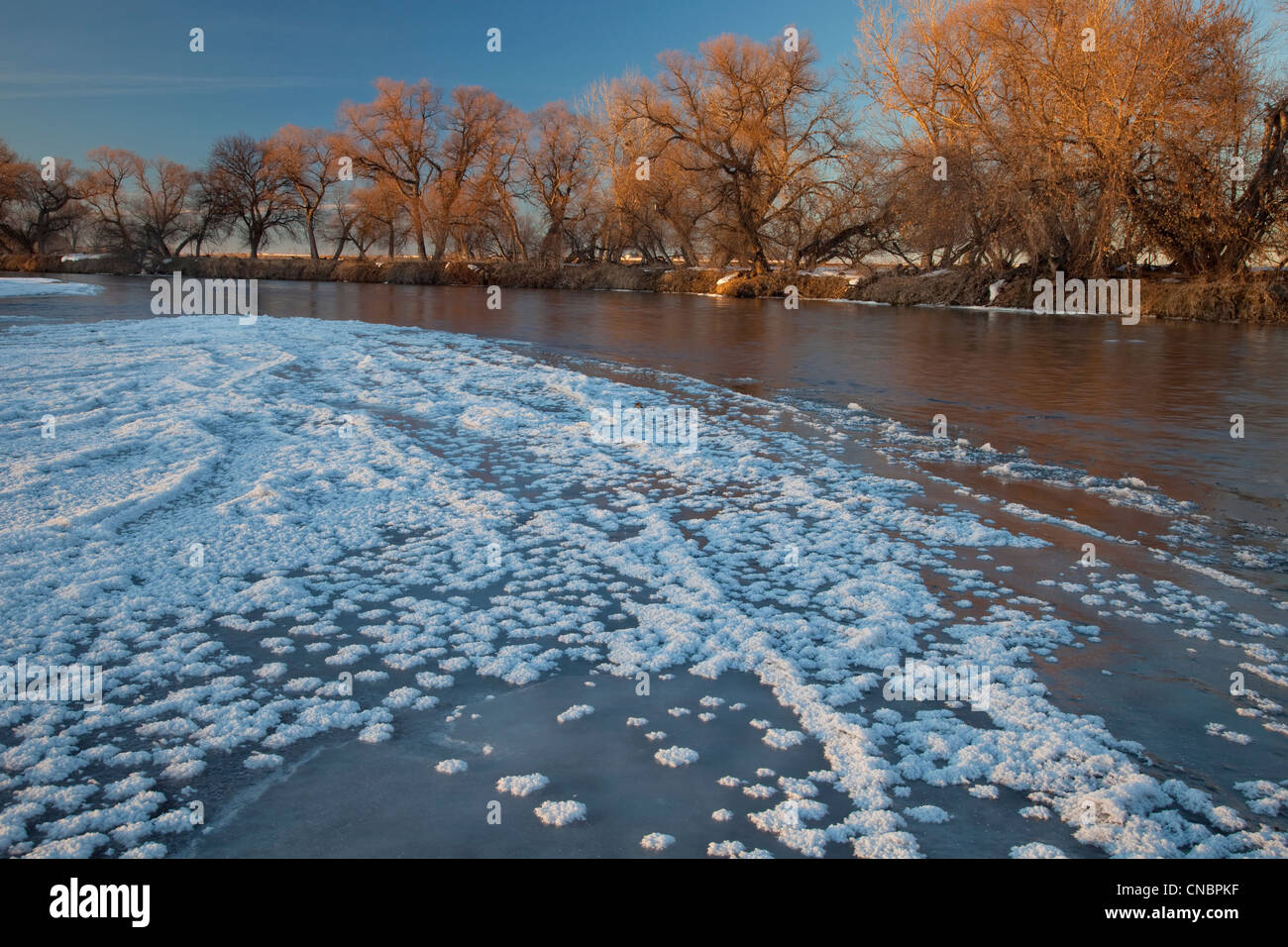 partially frozen South Platte River below Denver near Greeley, typical view with riparian cottonwoods Stock Photo