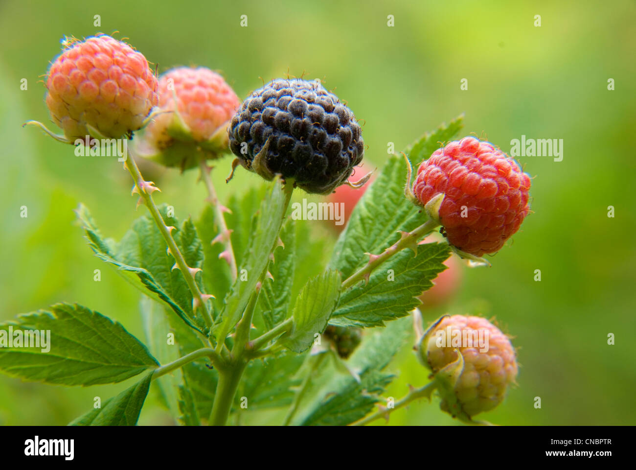 Black Raspberry Oregon Black raspberry, Kalmiopsis Wilderness, Oregon Stock Photo - Alamy