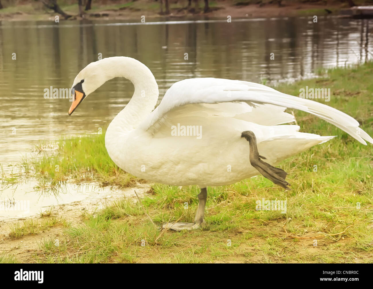 Swan Bird standing on grass holding leg up Stock Photo Alamy