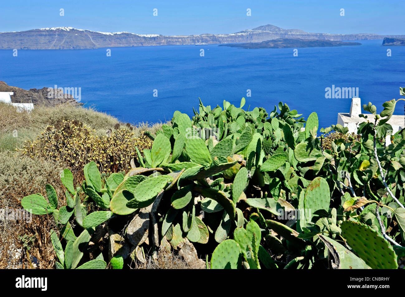 Europe Greece Cyclades Santorini Thirasia Island Prickly pears Stock Photo