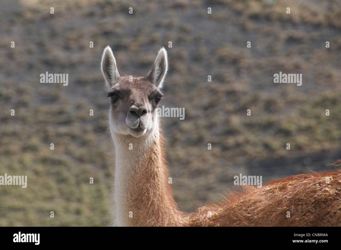 Close-up Guanaco Torres del Paine National Park Patagonia Chile Stock Photo