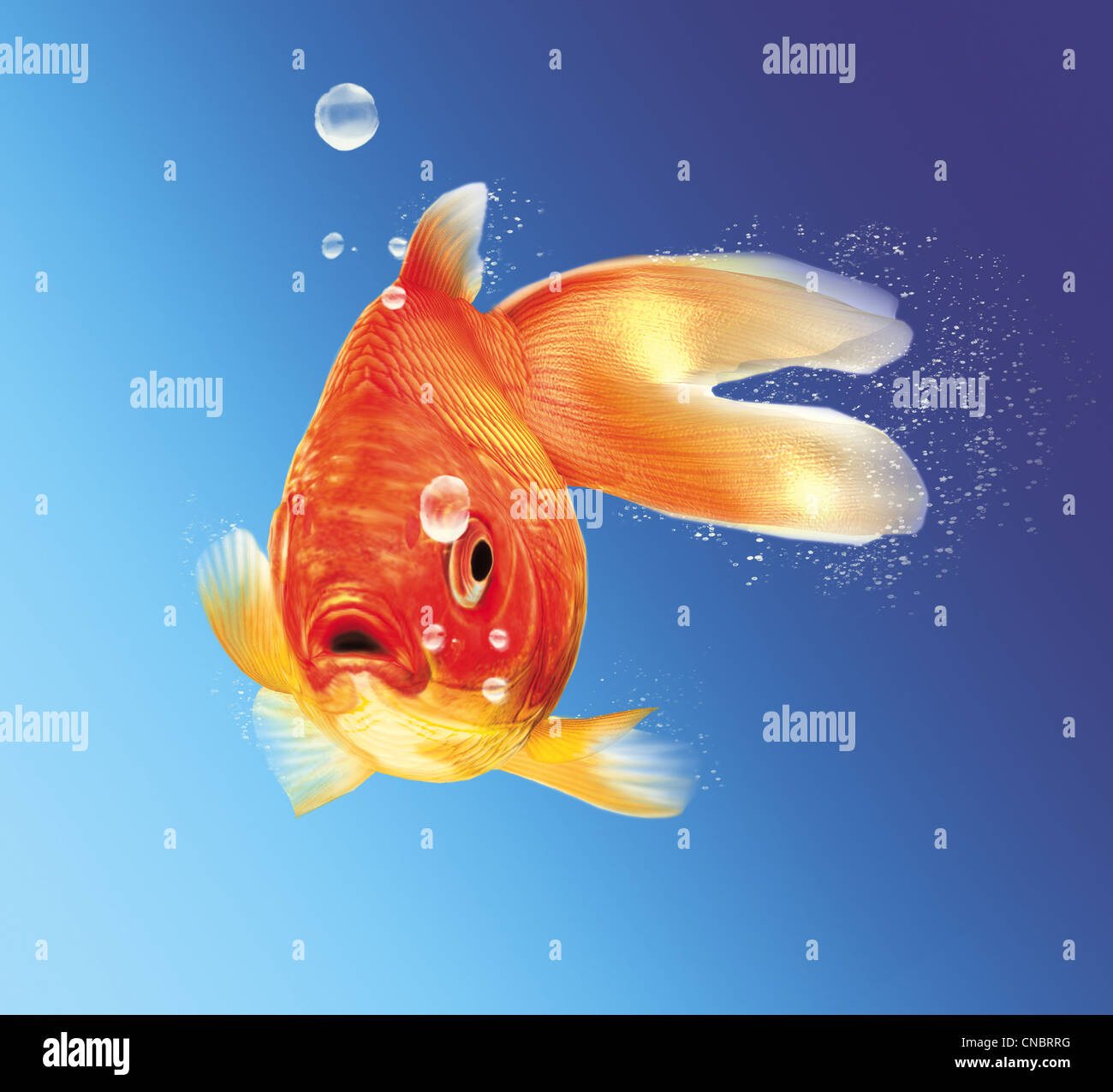 Gold fish facing the viewer, with some water bubbles, on blue gradient background. Stock Photo