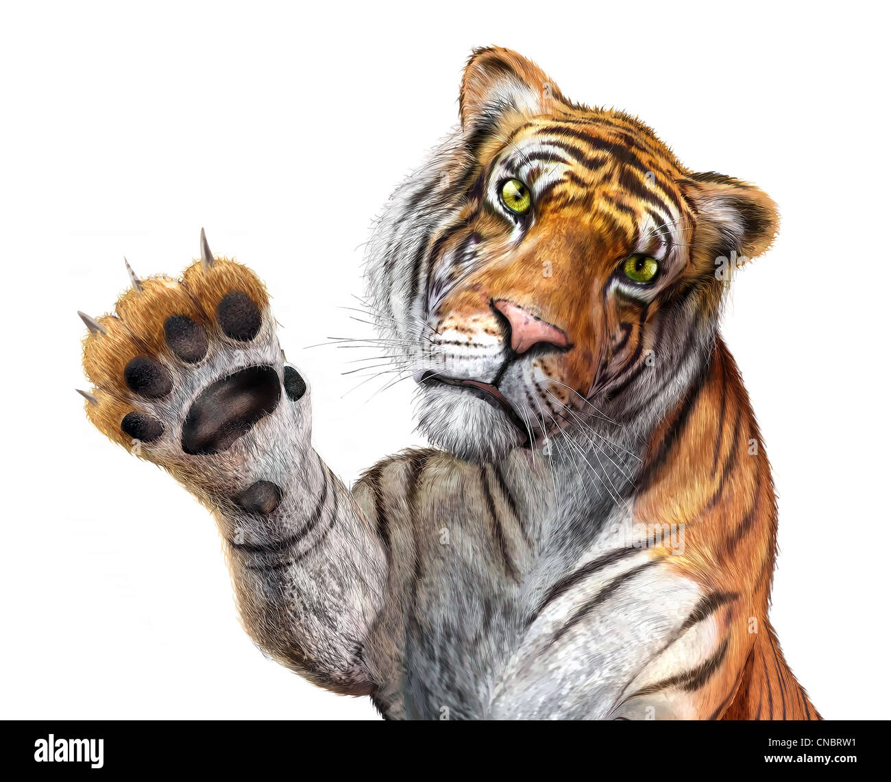 Tiger close up, facing the viewer, with the right hand up and claws. Stock Photo