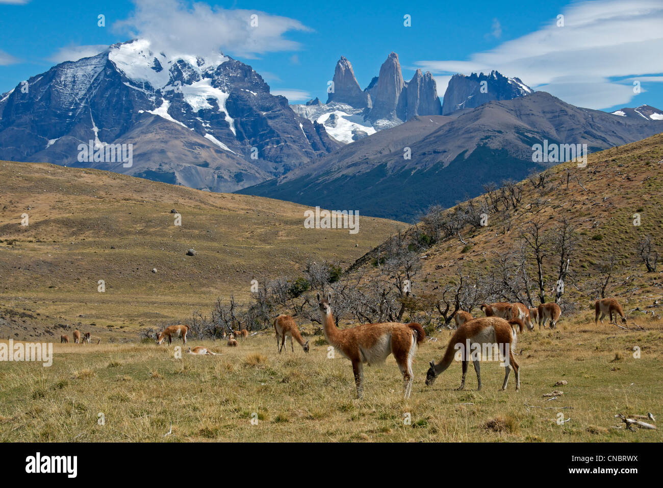 Grazing Guanaco Torres del Paine National Park Patagonia Chile Stock Photo