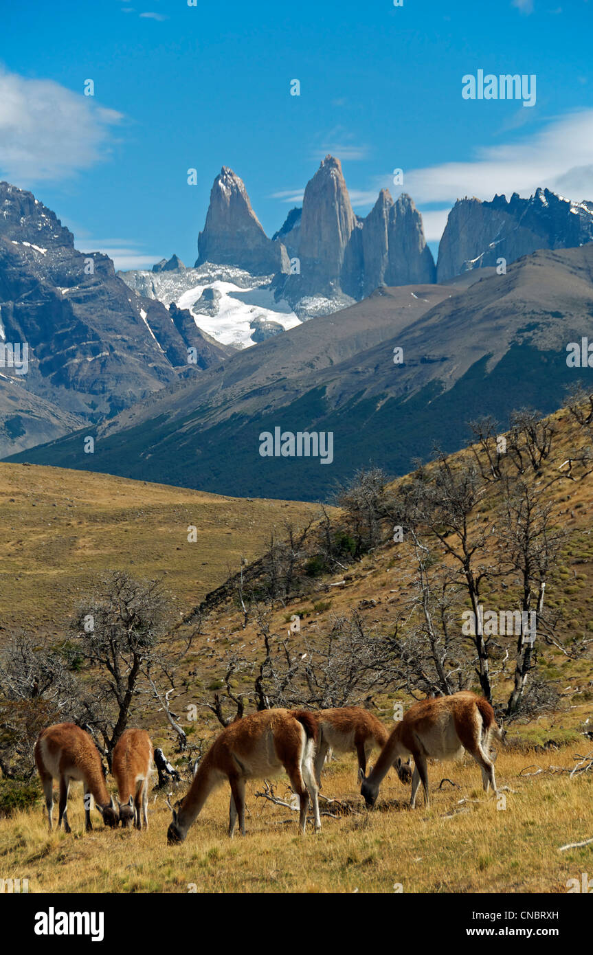 Grazing Guanaco Torres del Paine National Park Patagonia Chile Stock Photo