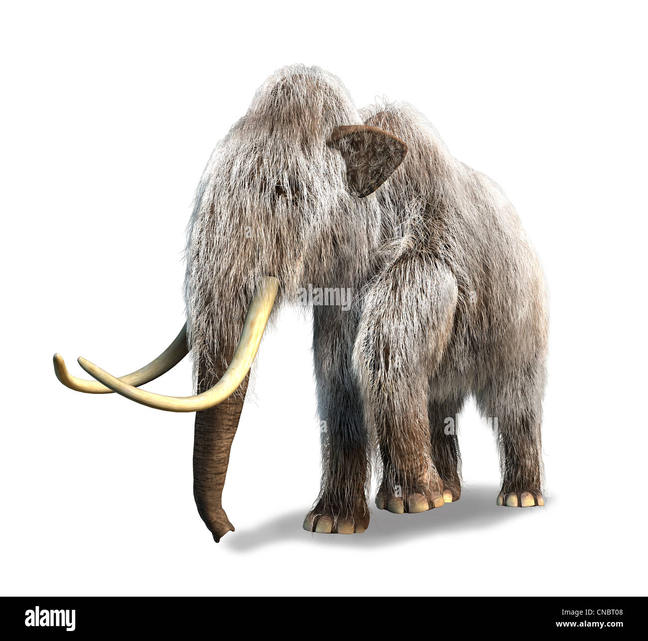 Photorealistic 3 D rendering of a Mammoth. On white background with drop shadow and clipping path included. Stock Photo