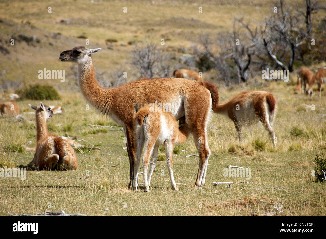 Mother and suckling guanaco Torres del Paine National Park Patagonia Chile Stock Photo