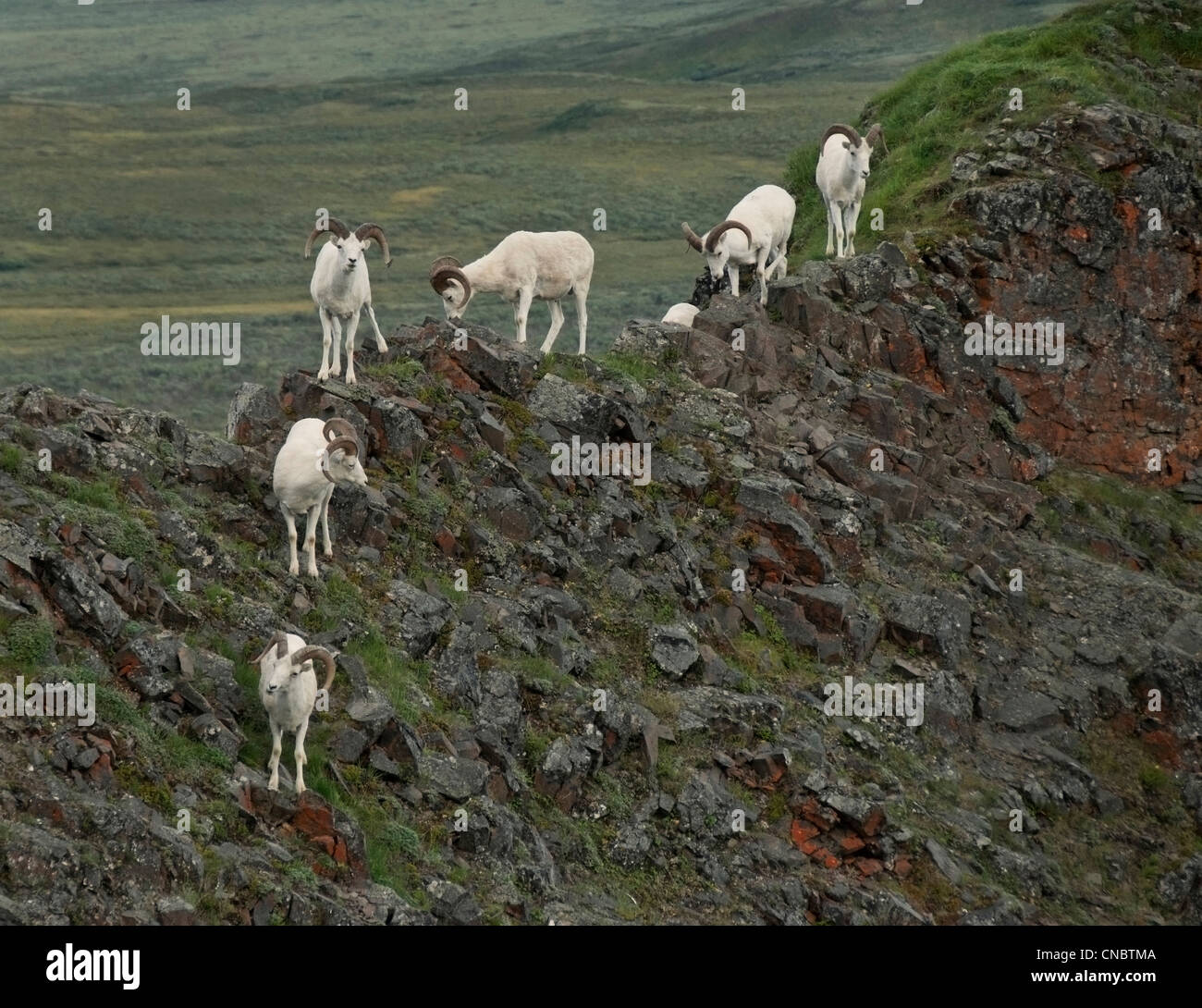 Dall Sheep (Ovis dalli dalli) rams on a rocky precipice Denali National ...