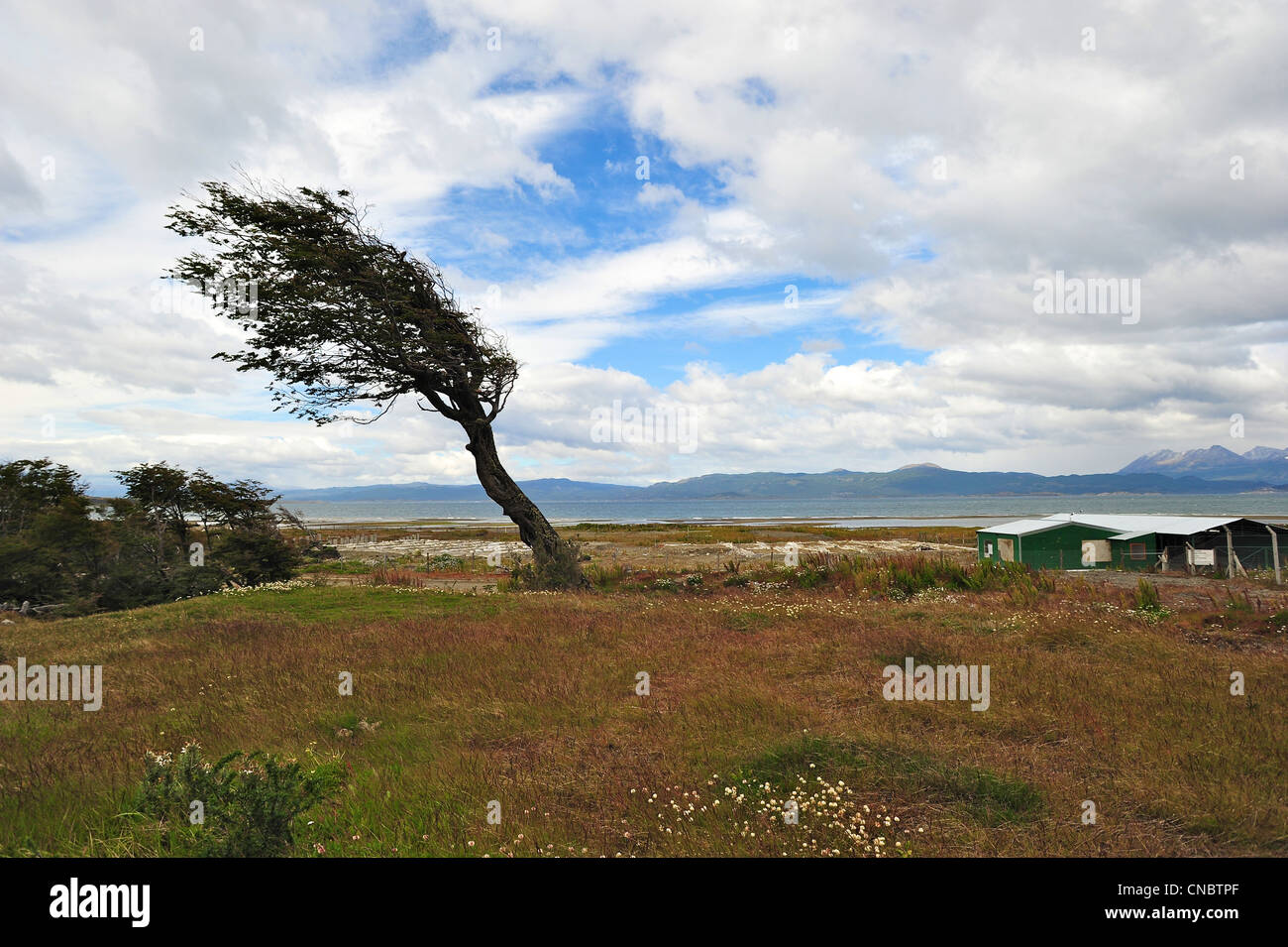elev Minimer dybtgående Tree wind patagonia hi-res stock photography and images - Alamy