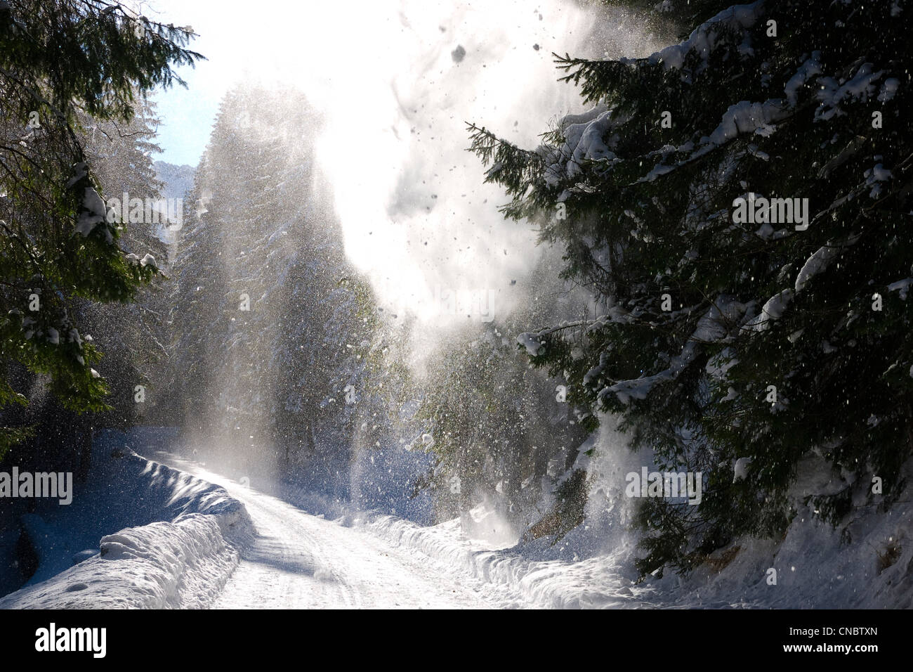 Pine forest snow poland hi-res stock photography and images - Alamy