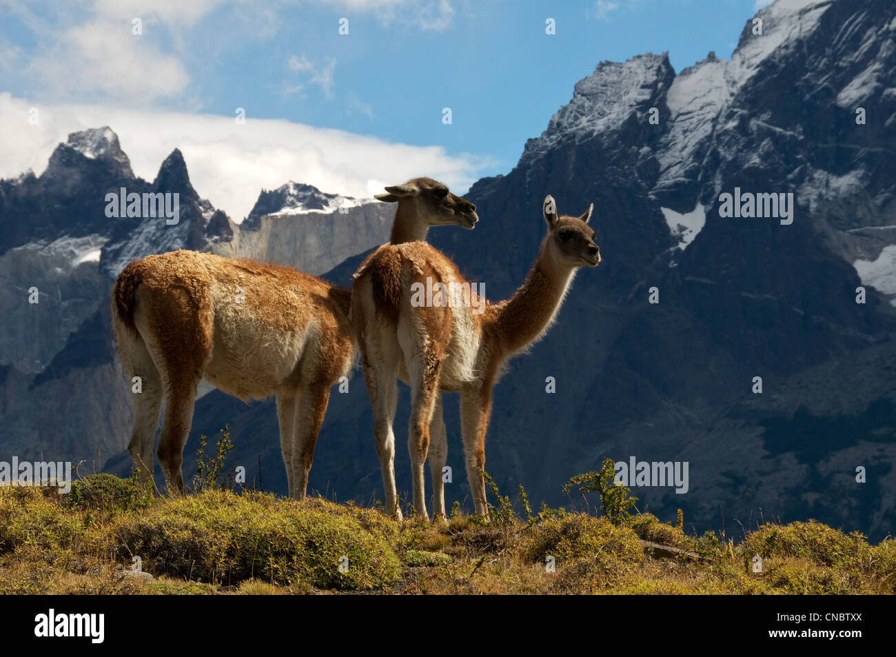 Two Guanaco Torres del Paine National Park Patagonia Chile Stock Photo