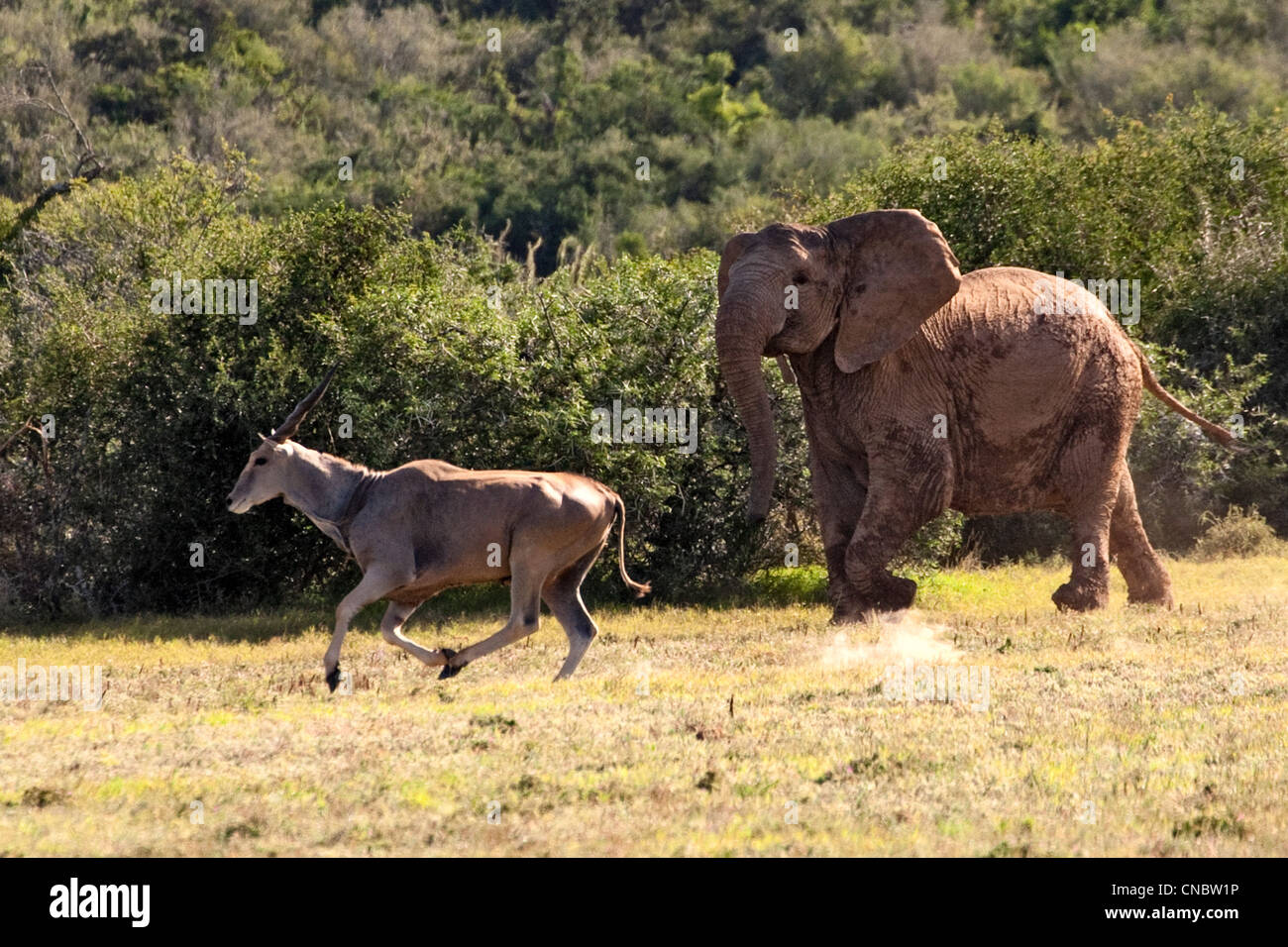 Elephant chasing Eland, Addo Elephant Park, Garden Route, South Africa