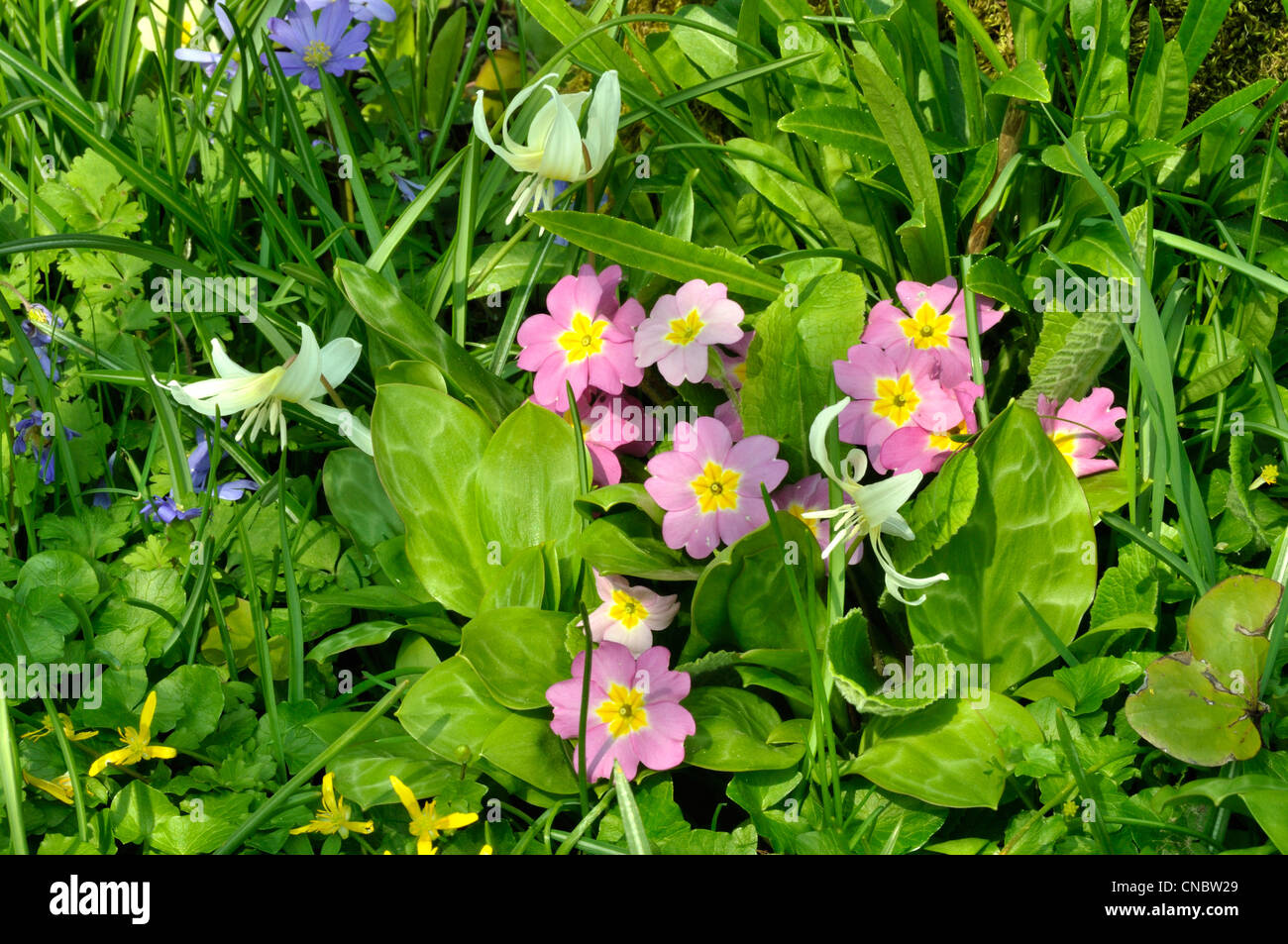 Primrose (Primula vulgaris) in full flower and Erythronium (White flowers and leaves). Stock Photo