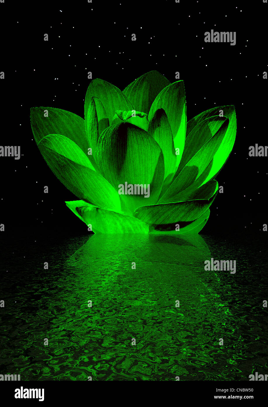 water lily green and sky Stock Photo Alamy
