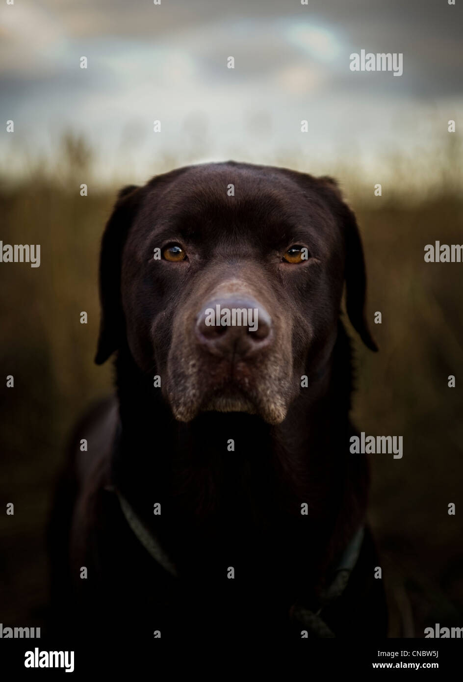 Chocolate Lab gun dog Stock Photo Alamy