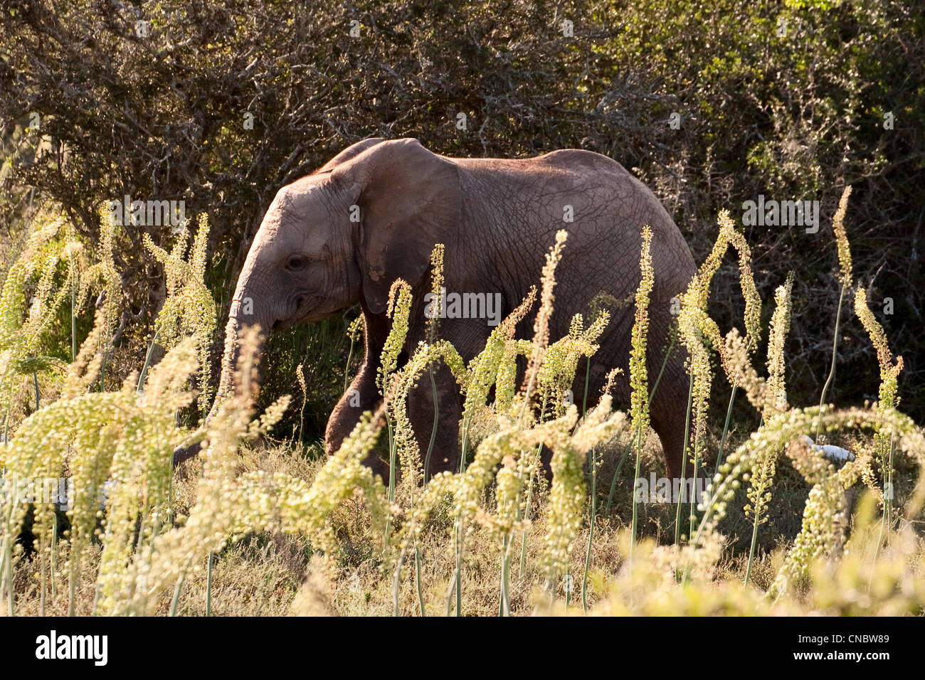 Elephant juvenile with tall white squill (plant foreground) Addo Elephant Park, Garden Route, South Africa Stock Photo