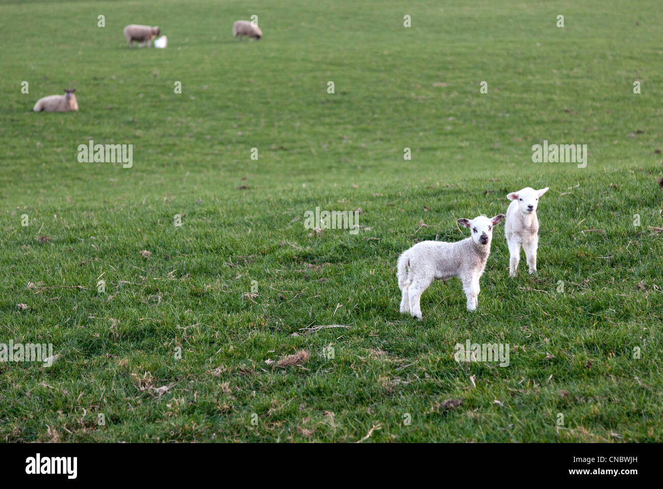 Lambs in the filed, two lambs in March Stock Photo