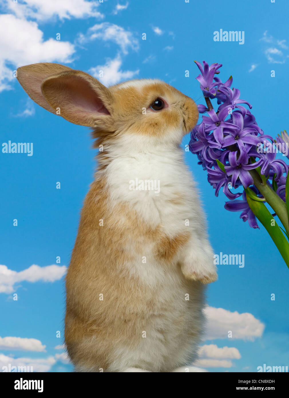 Bunny standing, eating flowers Stock Photo