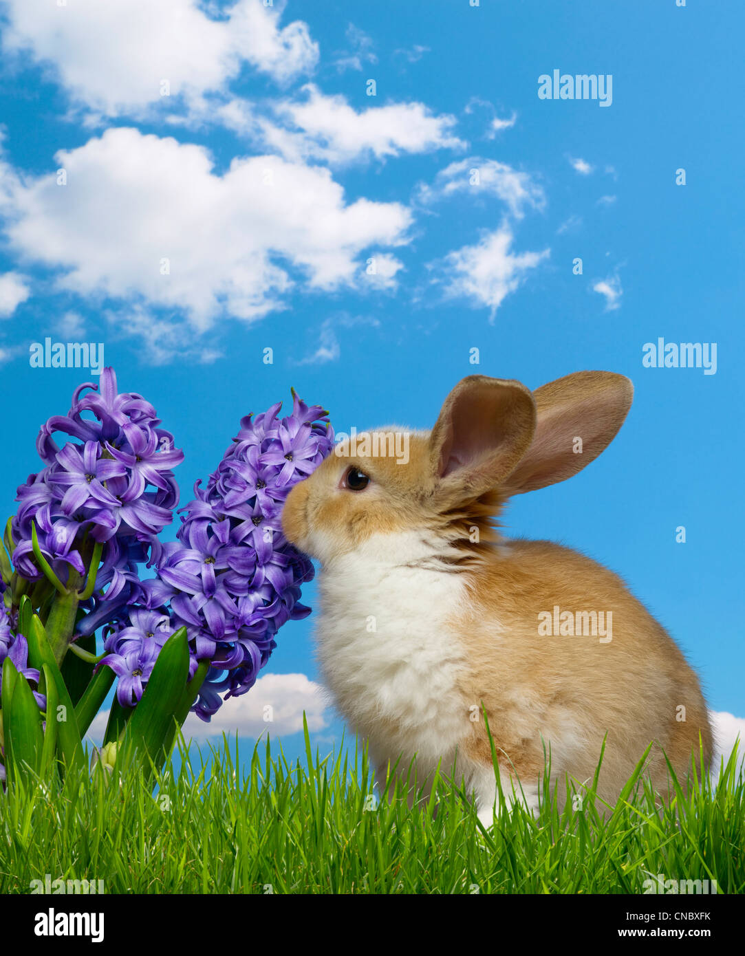 Bunny sitting, eating flowers Stock Photo