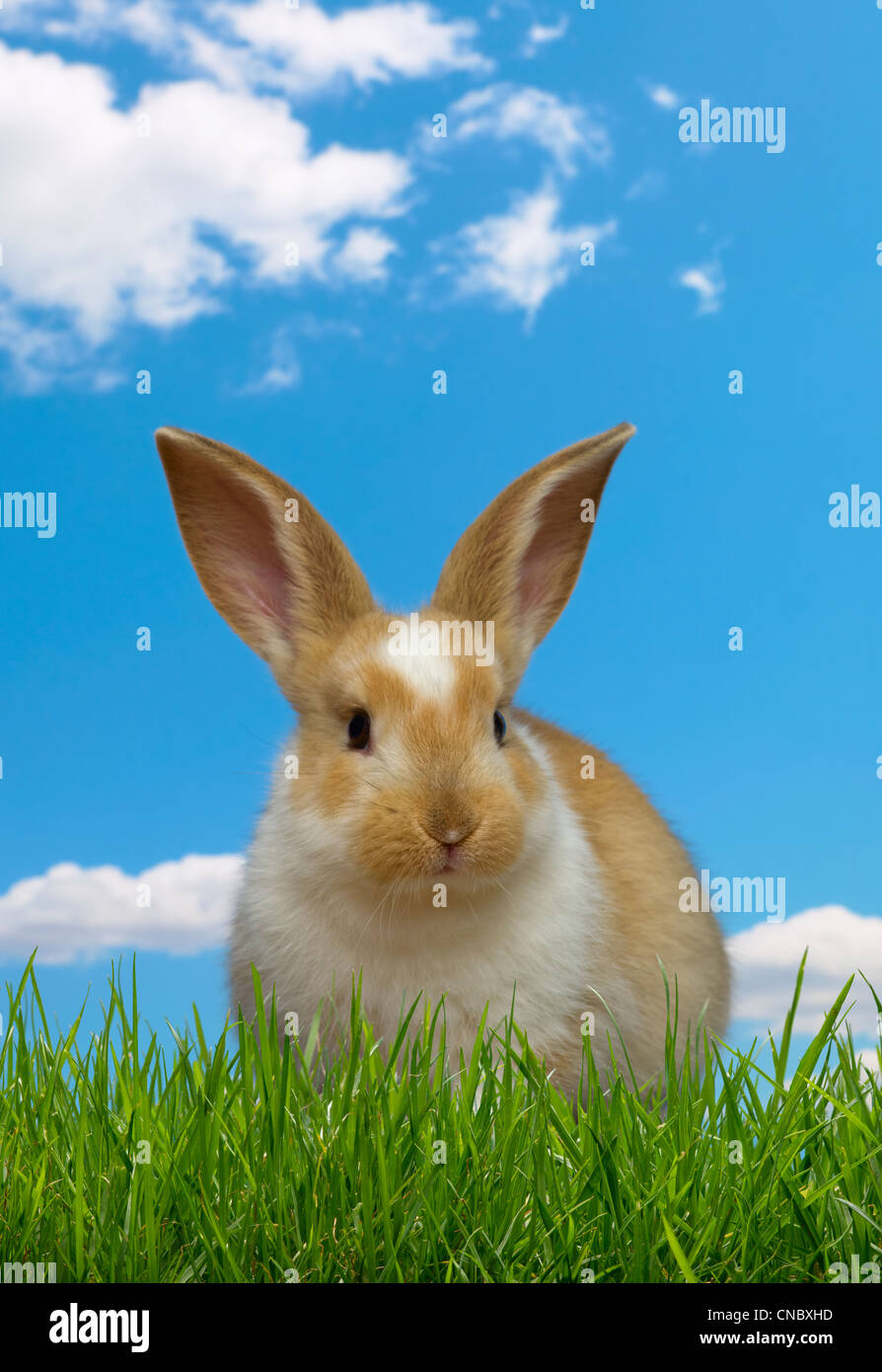 Bunny in the grass, sunny day Stock Photo