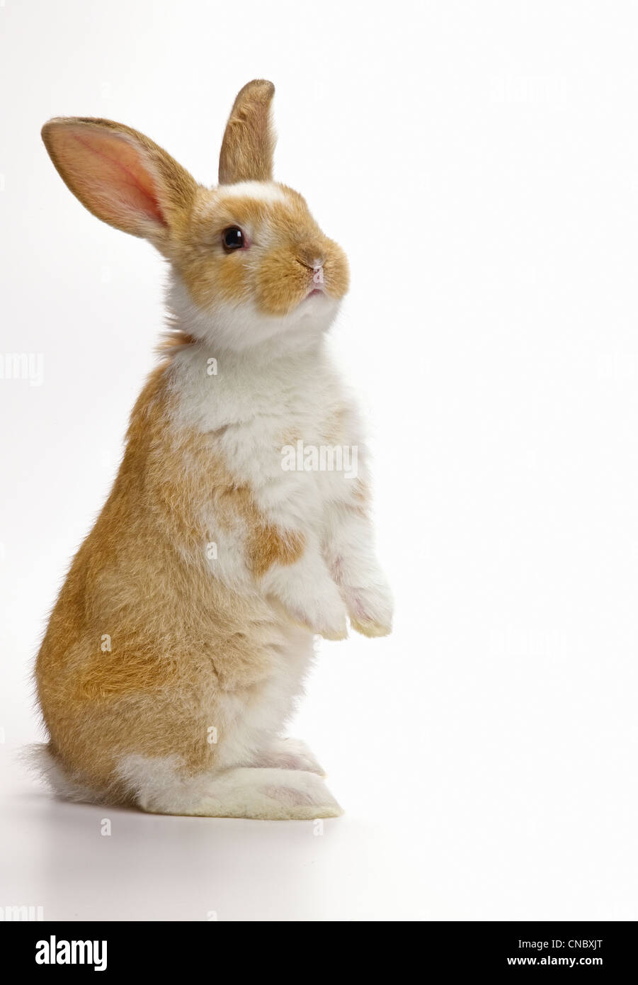 Bunny Rabbit standing up, looking away Stock Photo