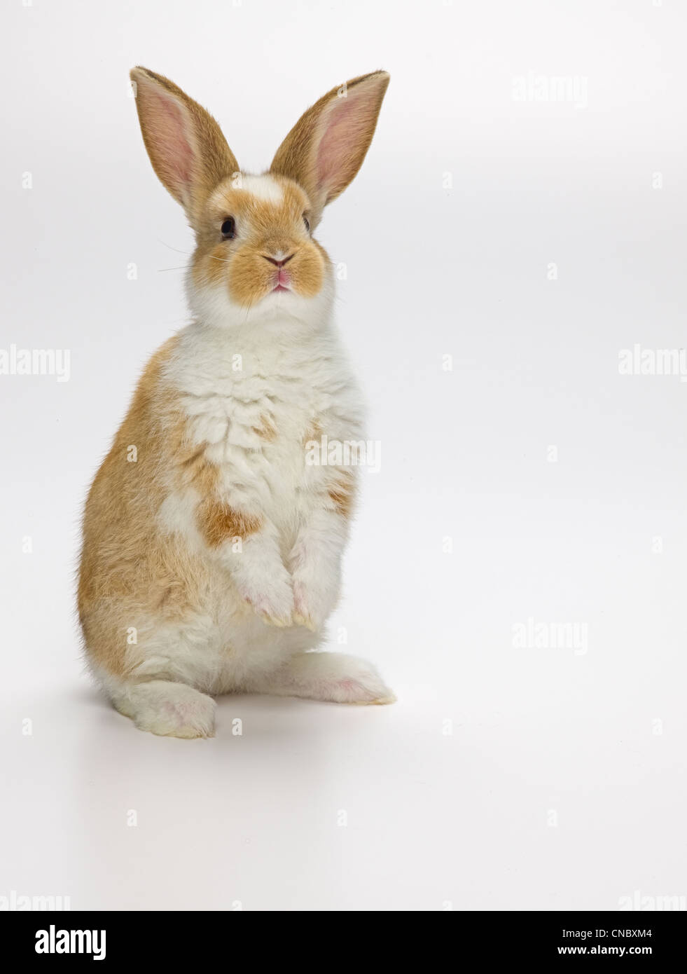 Bunny Rabbit standing up, white background Stock Photo
