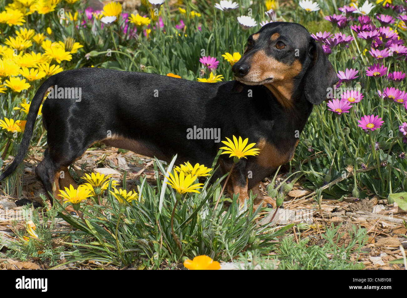 Smooth Dachshund in flowers Stock Photo