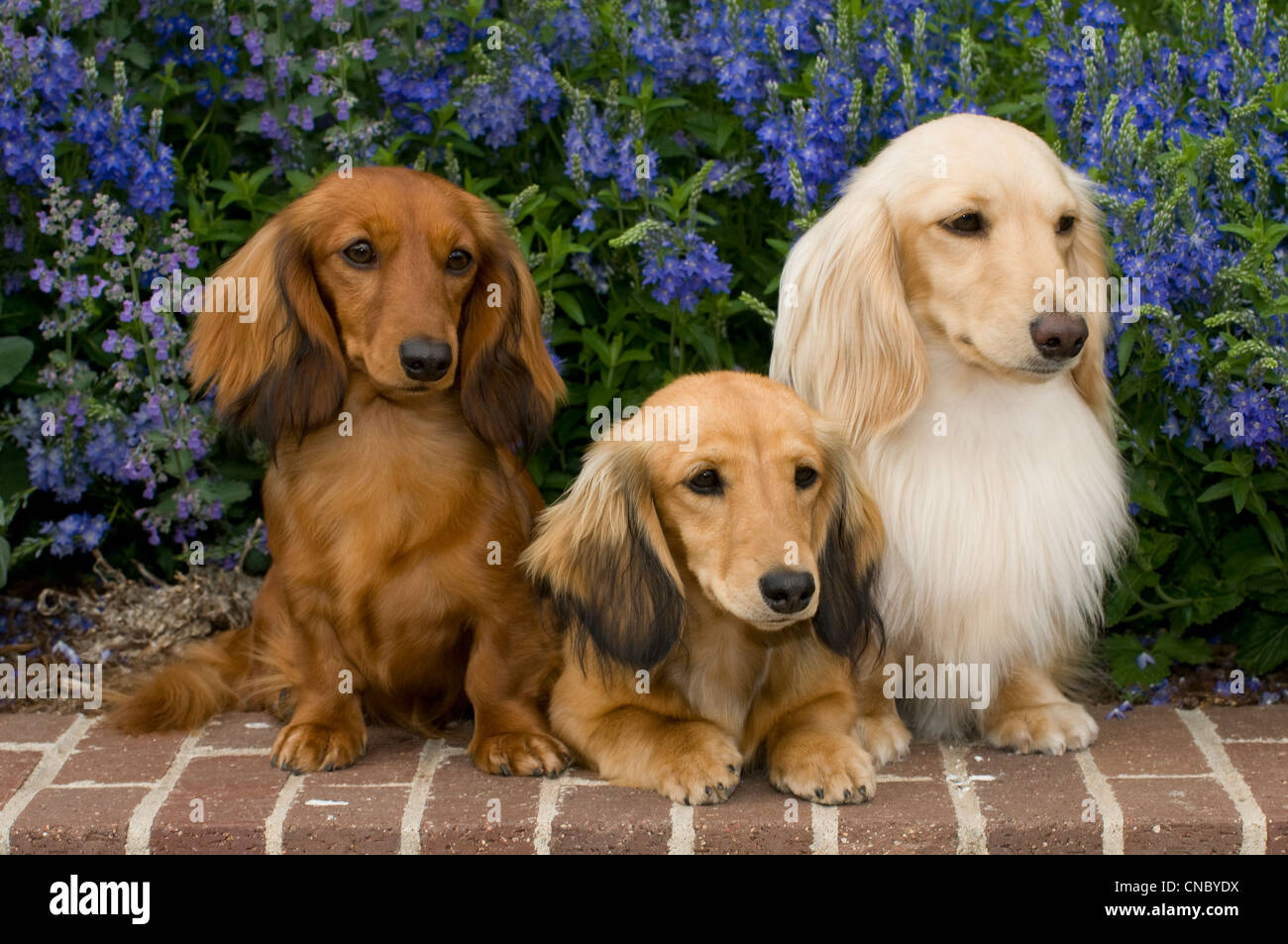 Three Long-haired dachshunds on brick wall with flowers behind Stock Photo