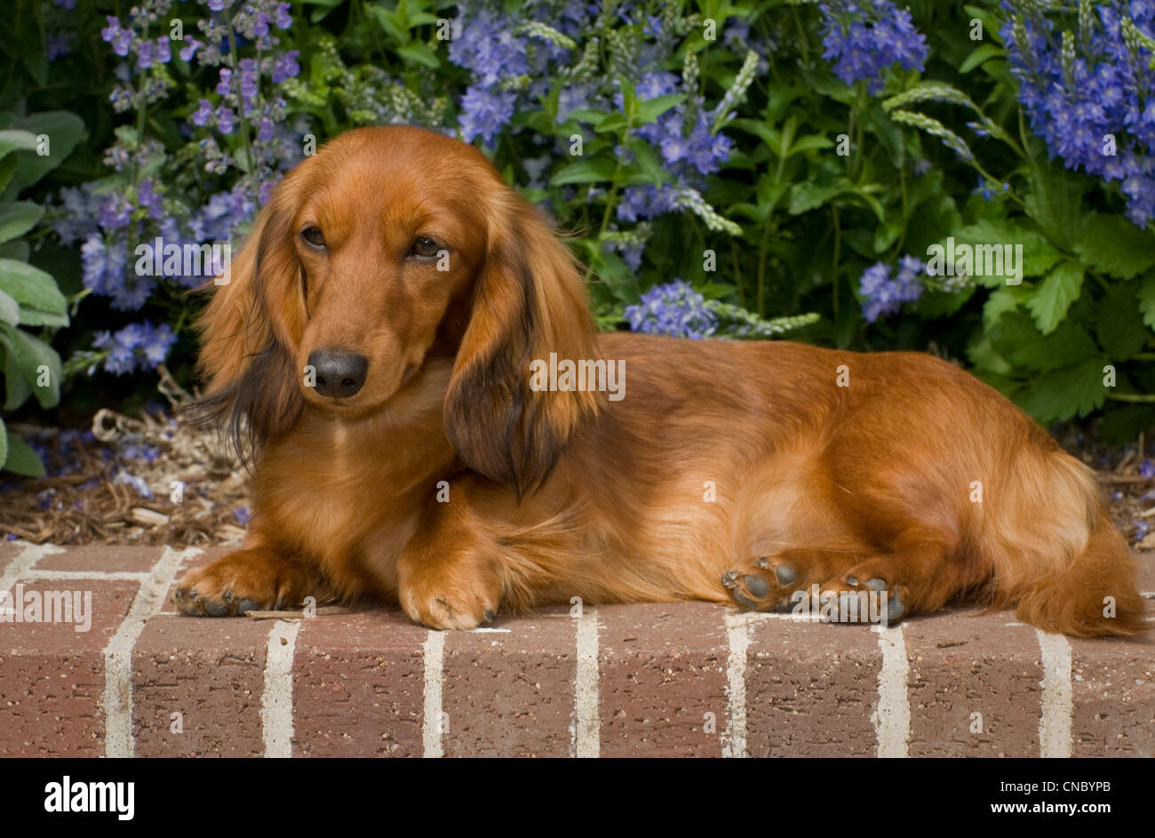 Long Haired Dog Stock Photos Long Haired Dog Stock Images Page