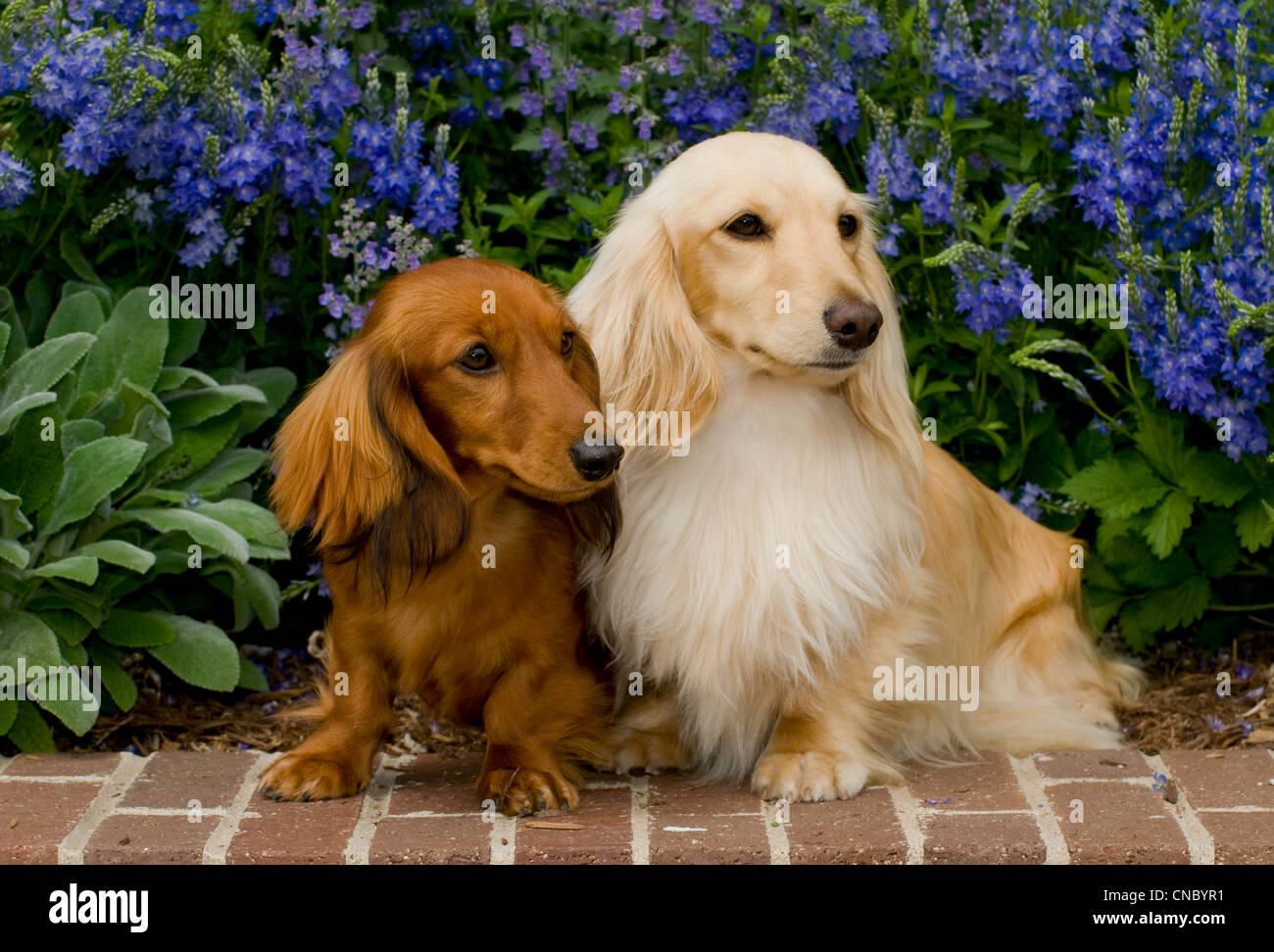 Two Long-haired dachshunds on brick wall with flowers behind Stock Photo