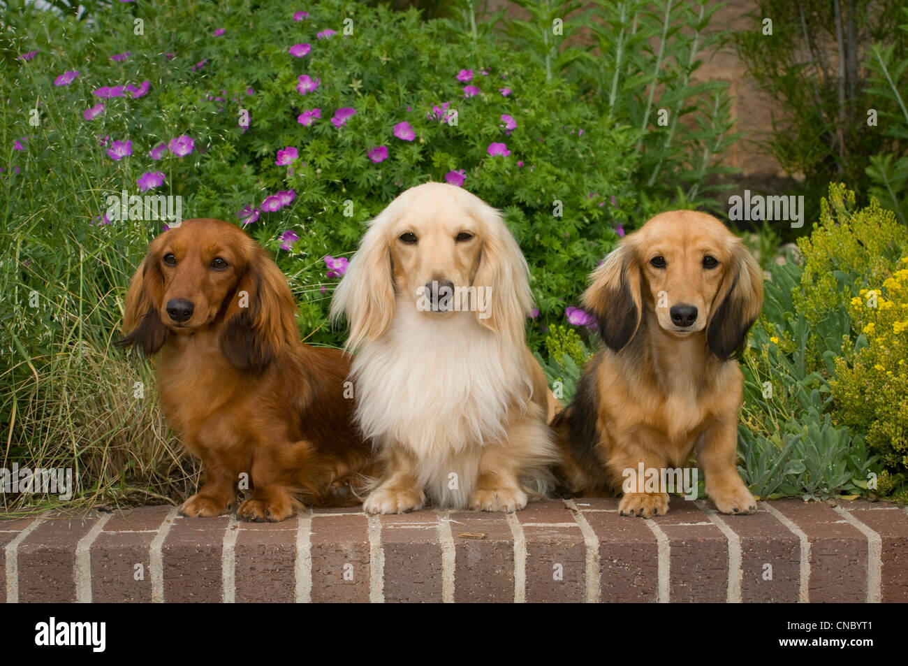 Sandys dachshunds best sale