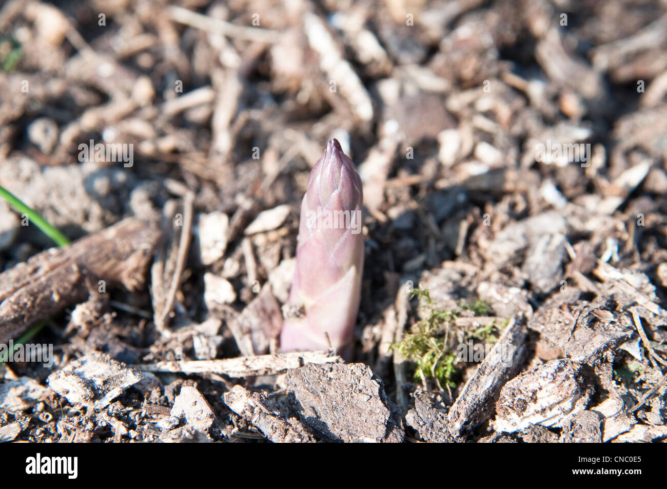New asparagus shoots/spears [asparagus officinalis] growing in the