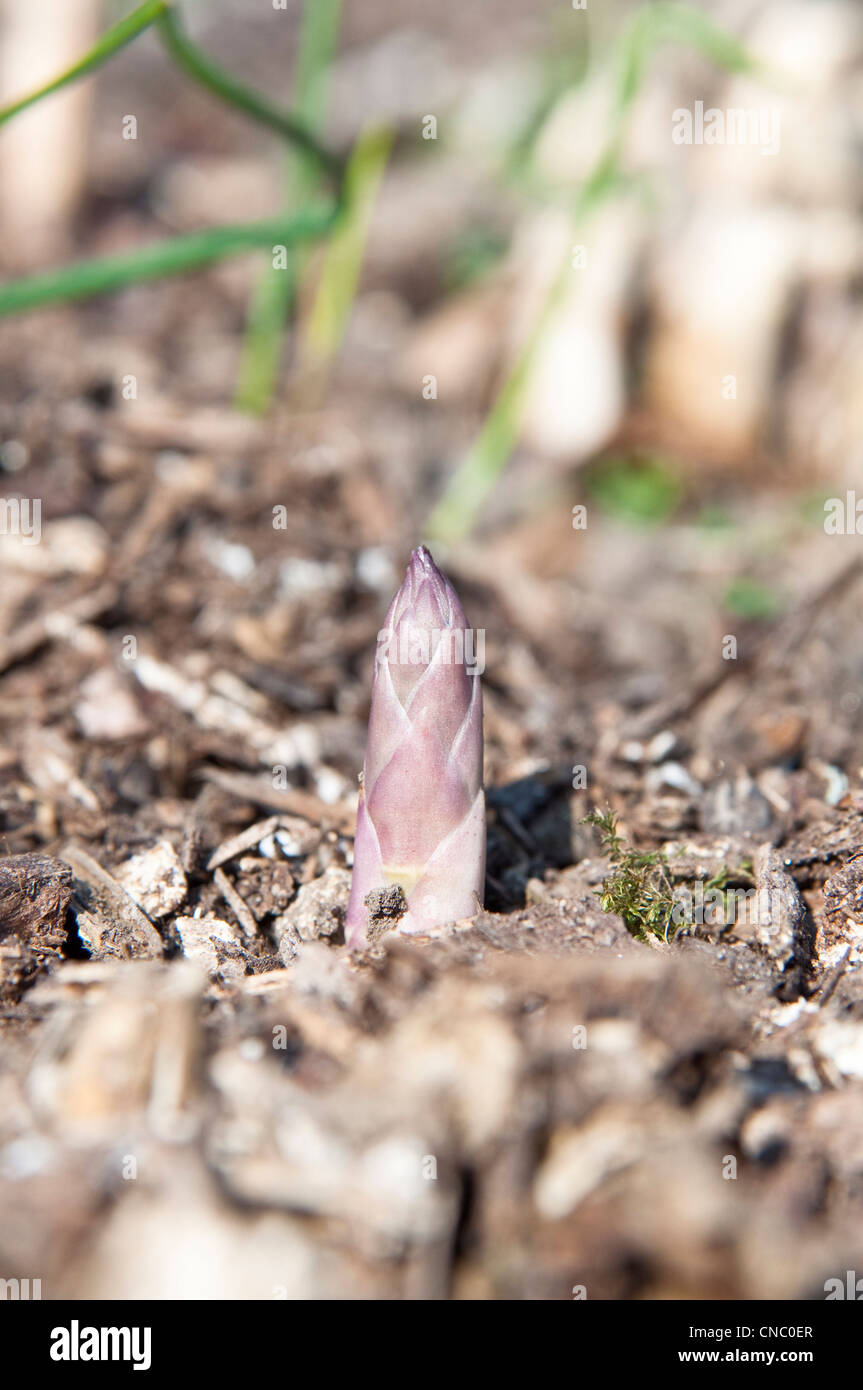 New asparagus shoots/spears [asparagus officinalis] growing in the