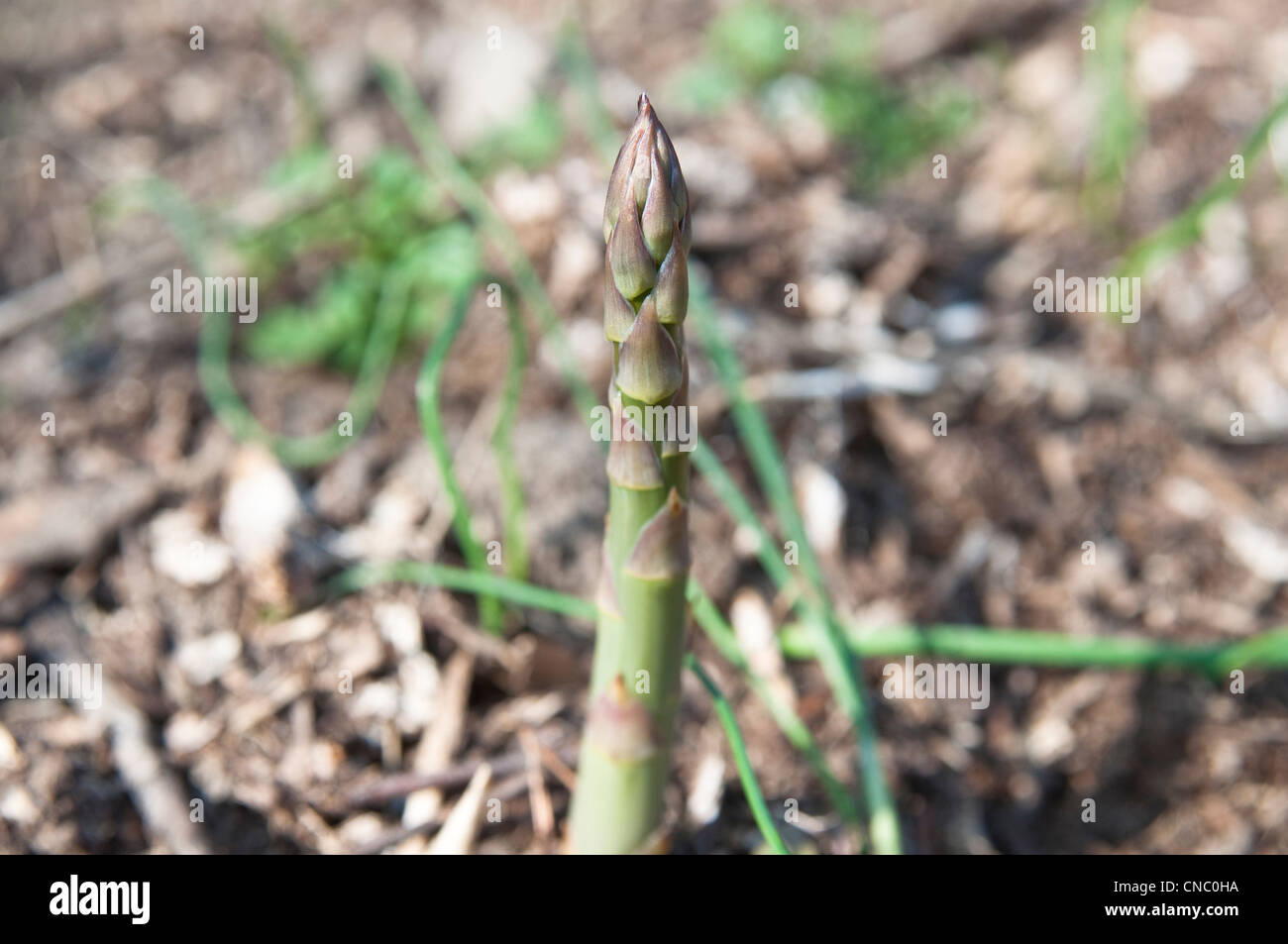 New asparagus shoots/spears [asparagus officinalis] growing in the
