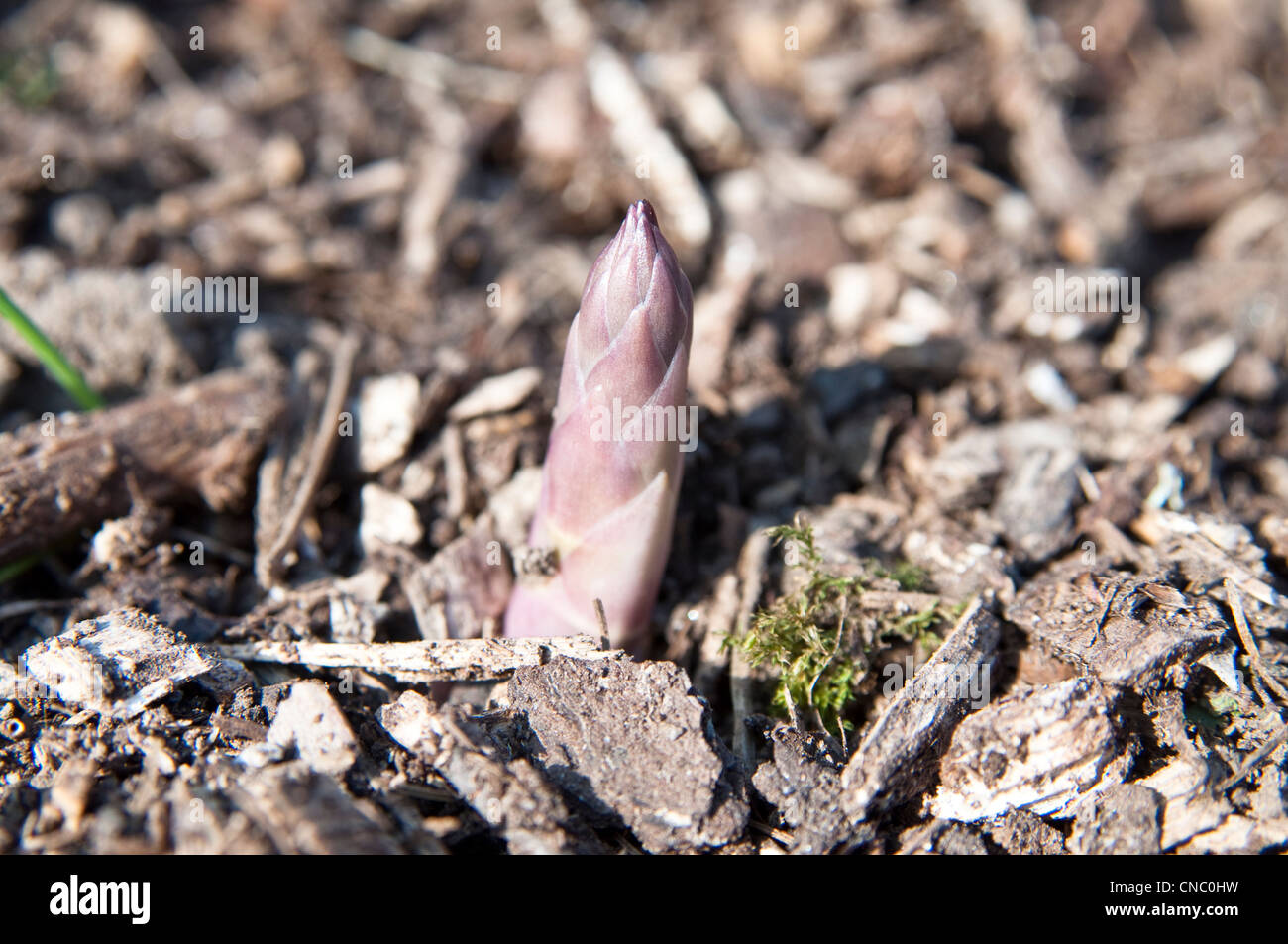 New asparagus shoots/spears [asparagus officinalis] growing in the