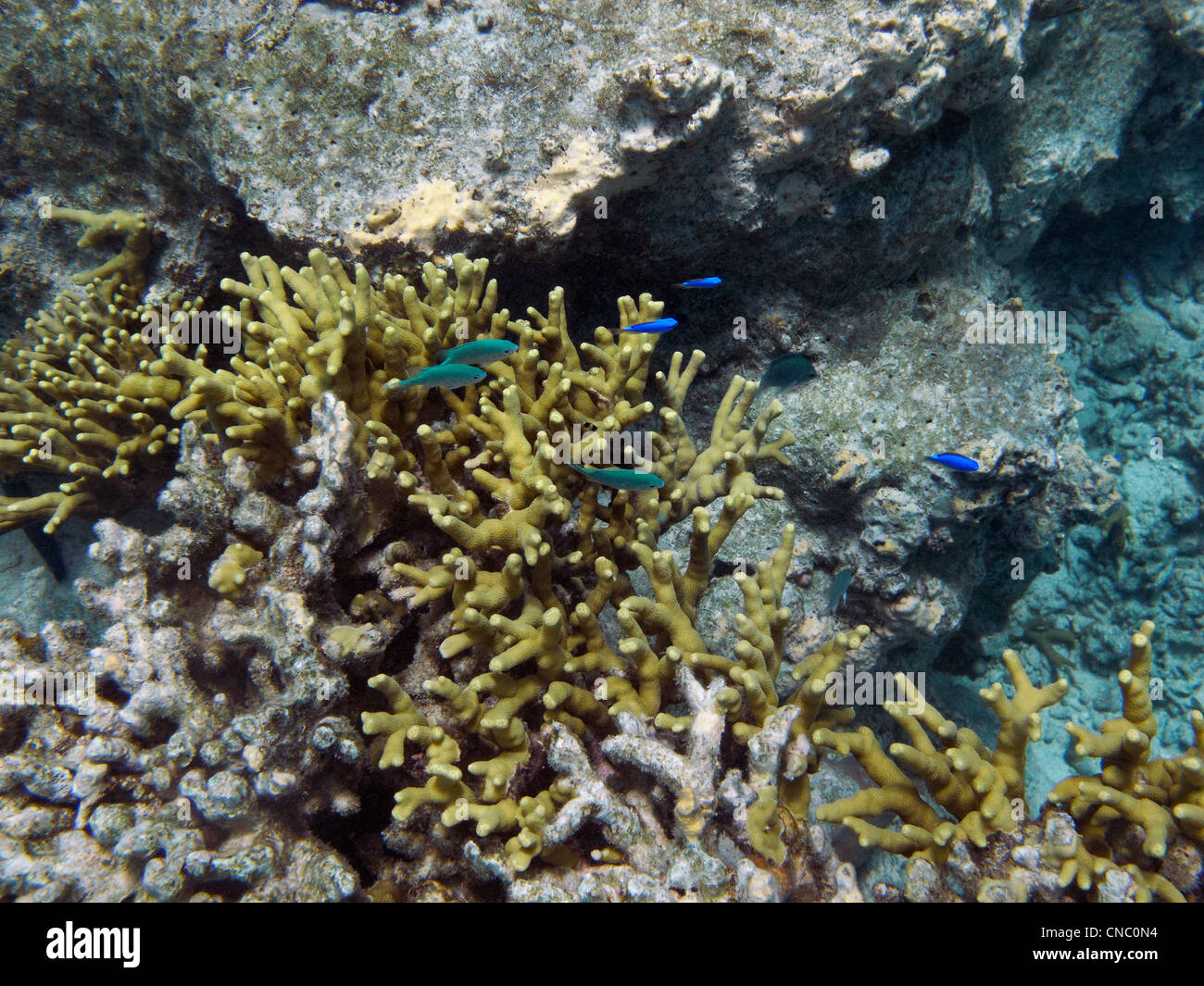 Green Chromis and Blue Damselfish, Coral Coast, Viti Levu, Fiji, South Pacific Stock Photo