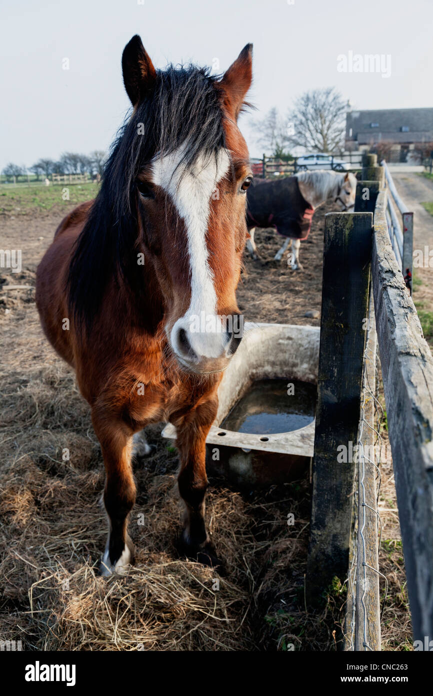 Horse in straw in the field with bath trough nearby. Stock Photo