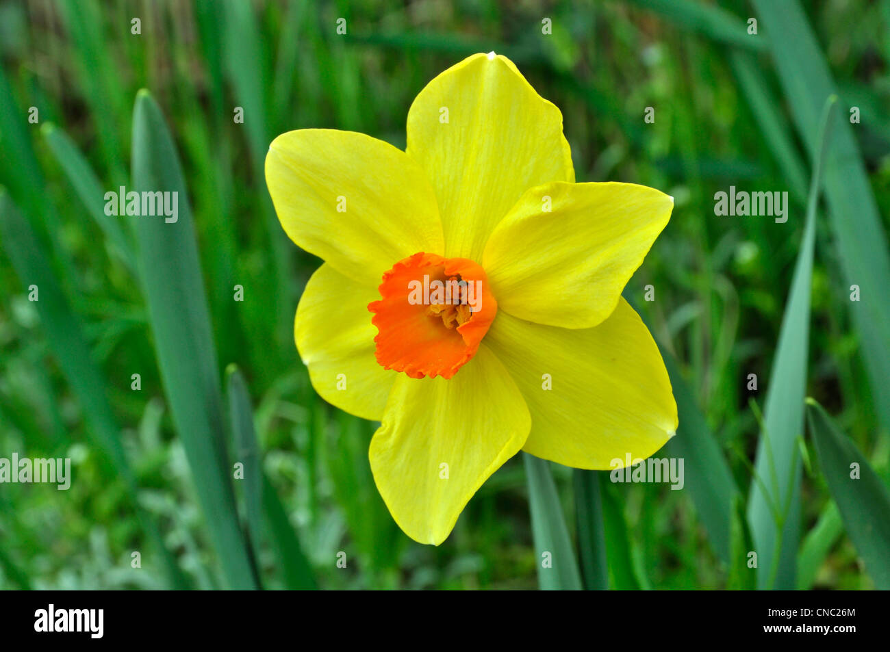 Yellow daffodil (narcissus) in bloom. Stock Photo