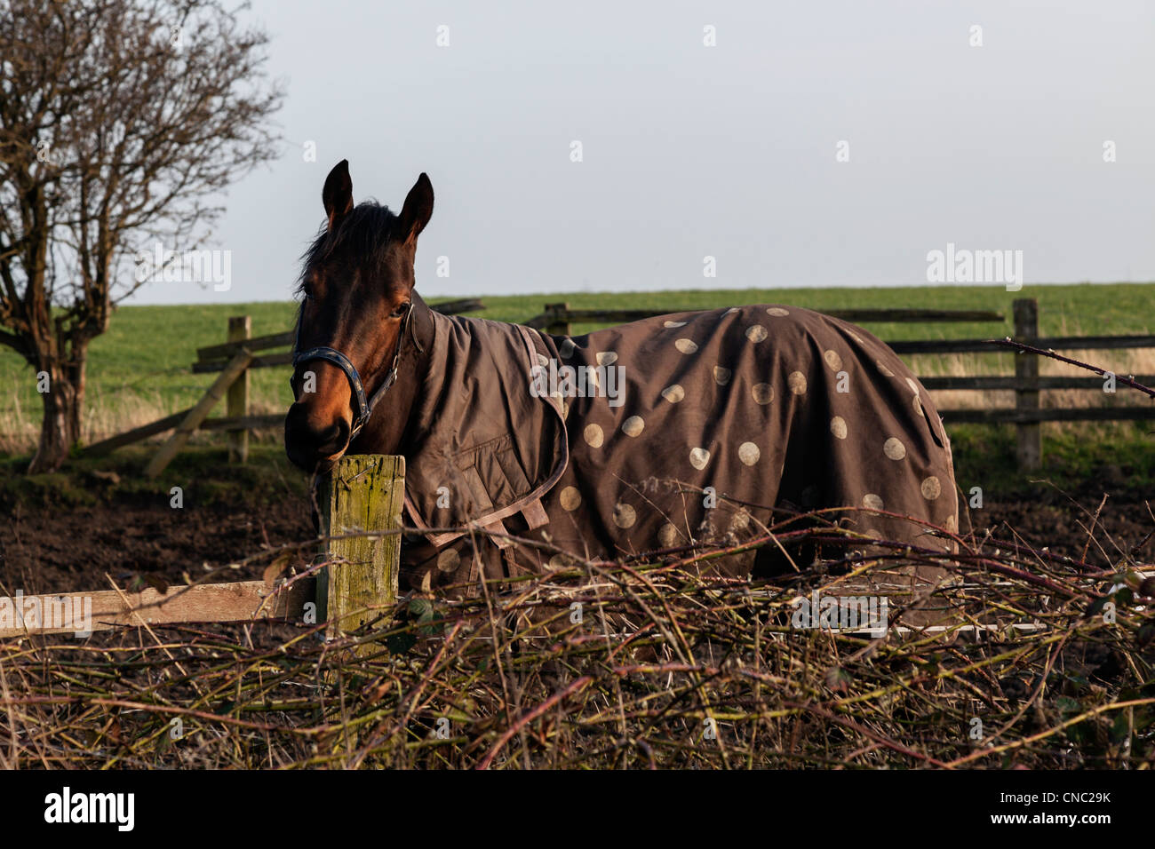 Horse in a field with wistful expression wearing a spotty blanket on this bright March day Stock Photo