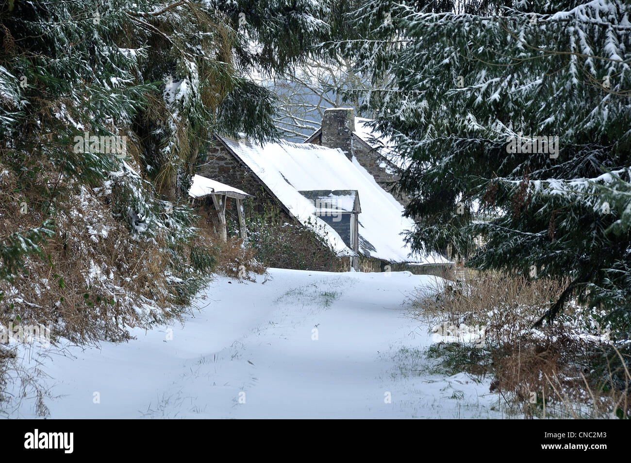 Fir trees under snow hi-res stock photography and images - Alamy