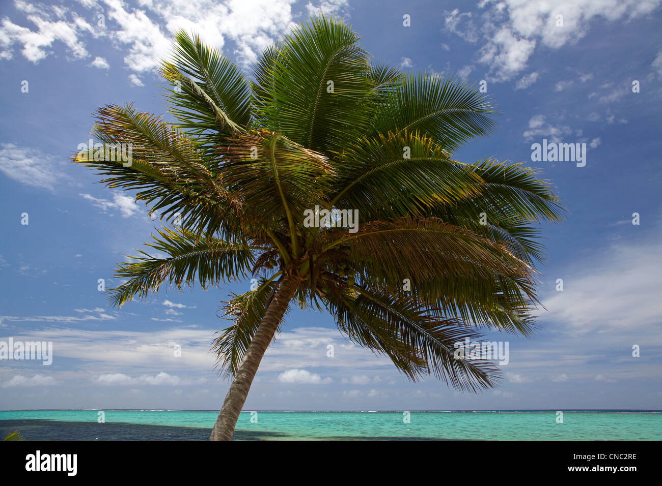 Palm tree and coral reef, Coral Coast, Viti Levu, Fiji, South Pacific Stock Photo