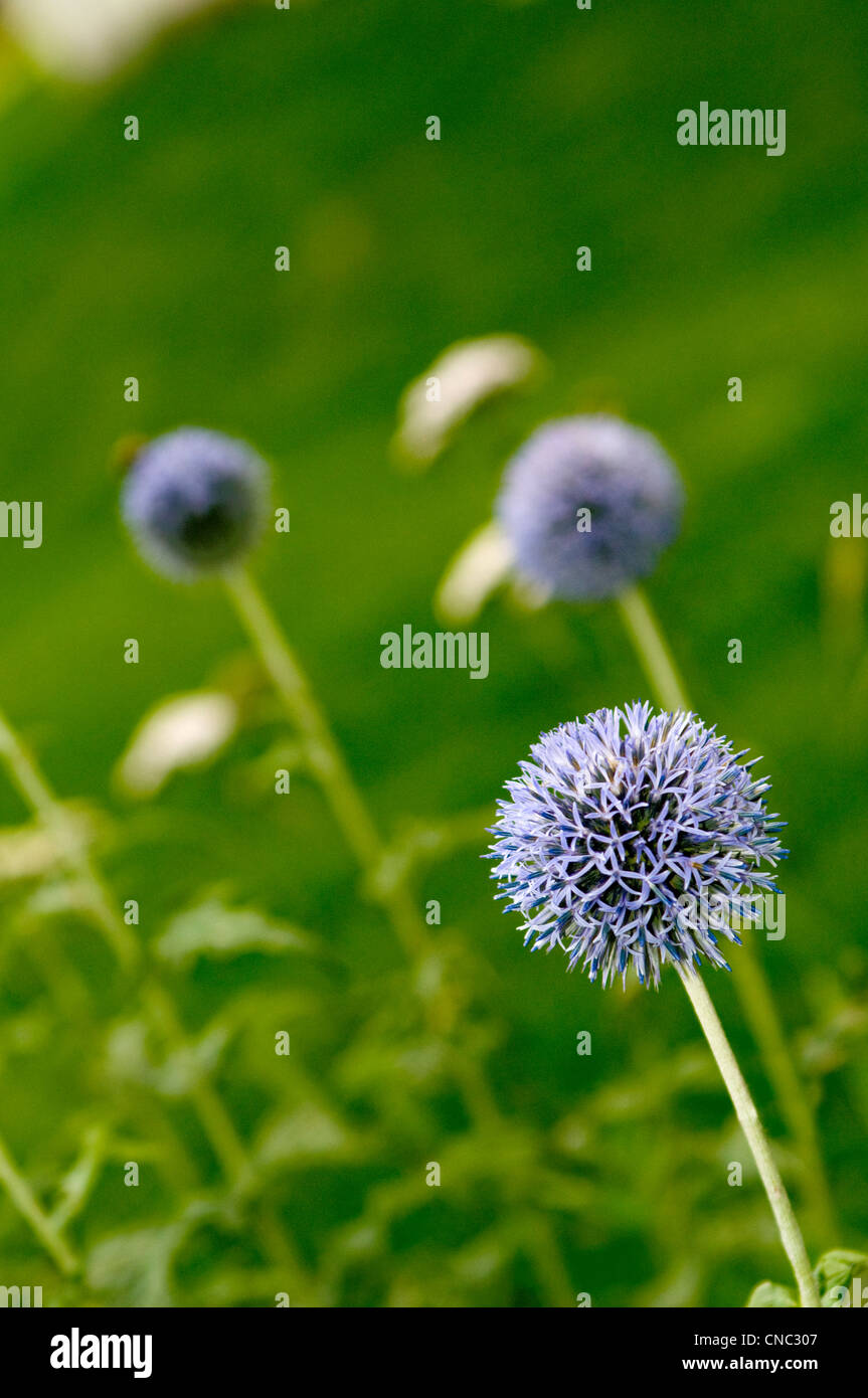 individual flower blossom Stock Photo Alamy